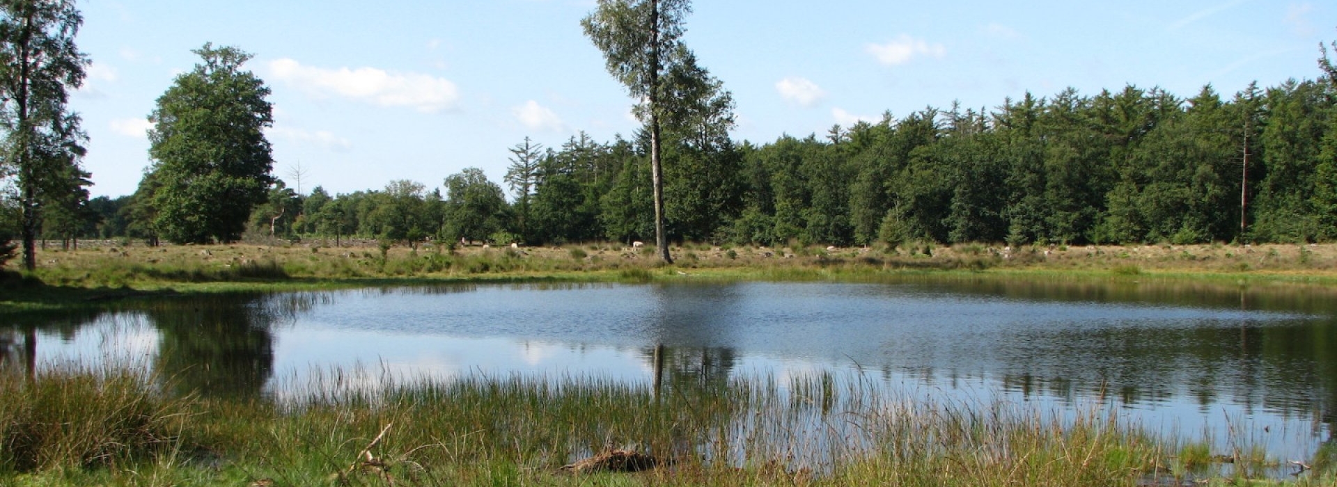 drenthe-natuur.jpg